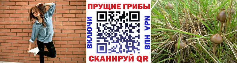 цена наркотик  KRAKEN вход  Галлюциногенные грибы прущие грибы  Чапаевск 